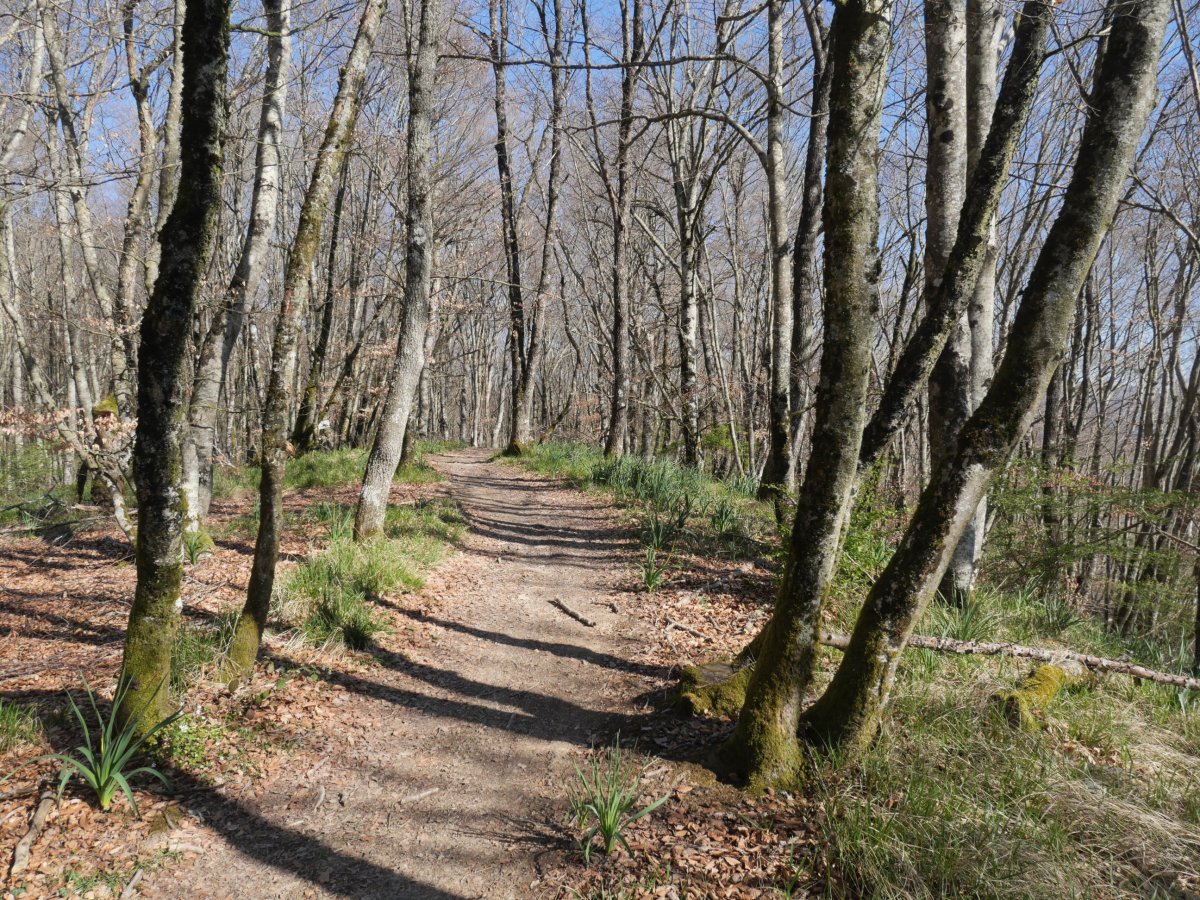 Beuntzako Gaina (tarteko muinoa)