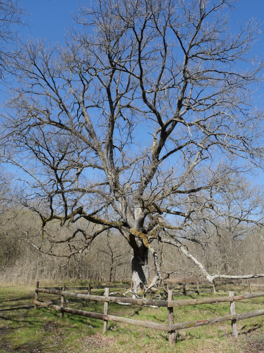 Orgiko basoa, aritz bikaina