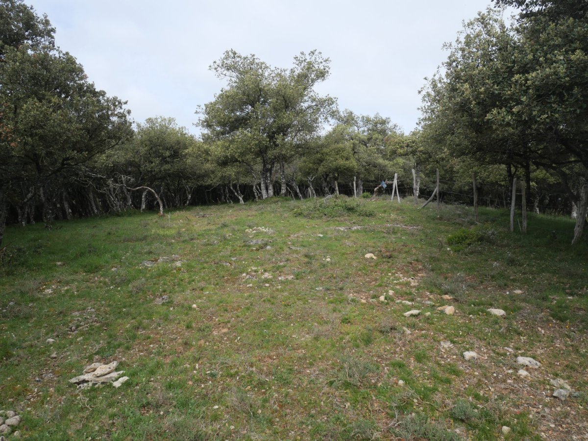 Soilune bat gailurreko artadian