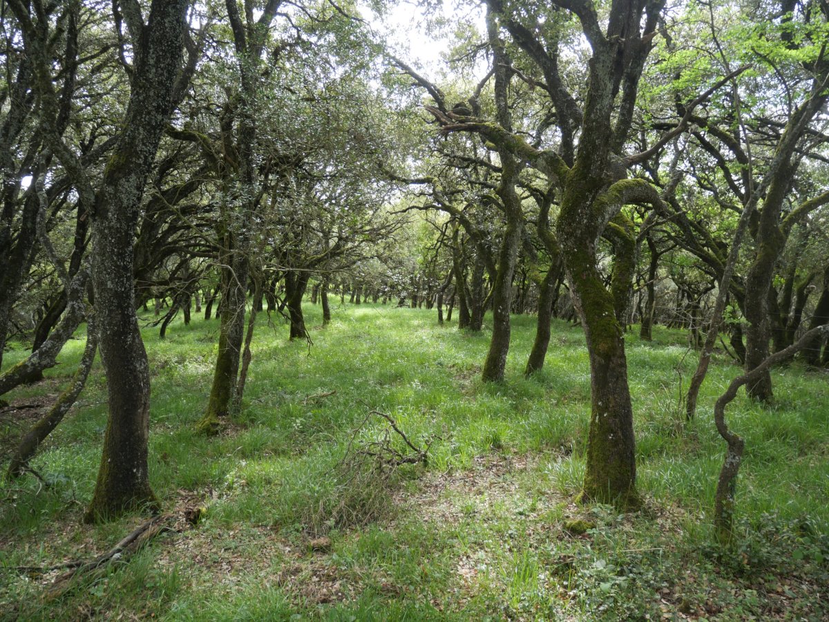 Gain aldeko artadia, Illunbeta.