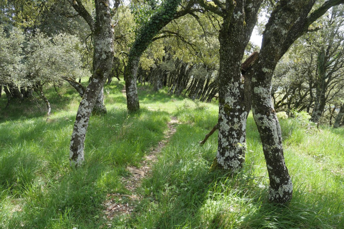 Ekialdeko bidea, Bizkai