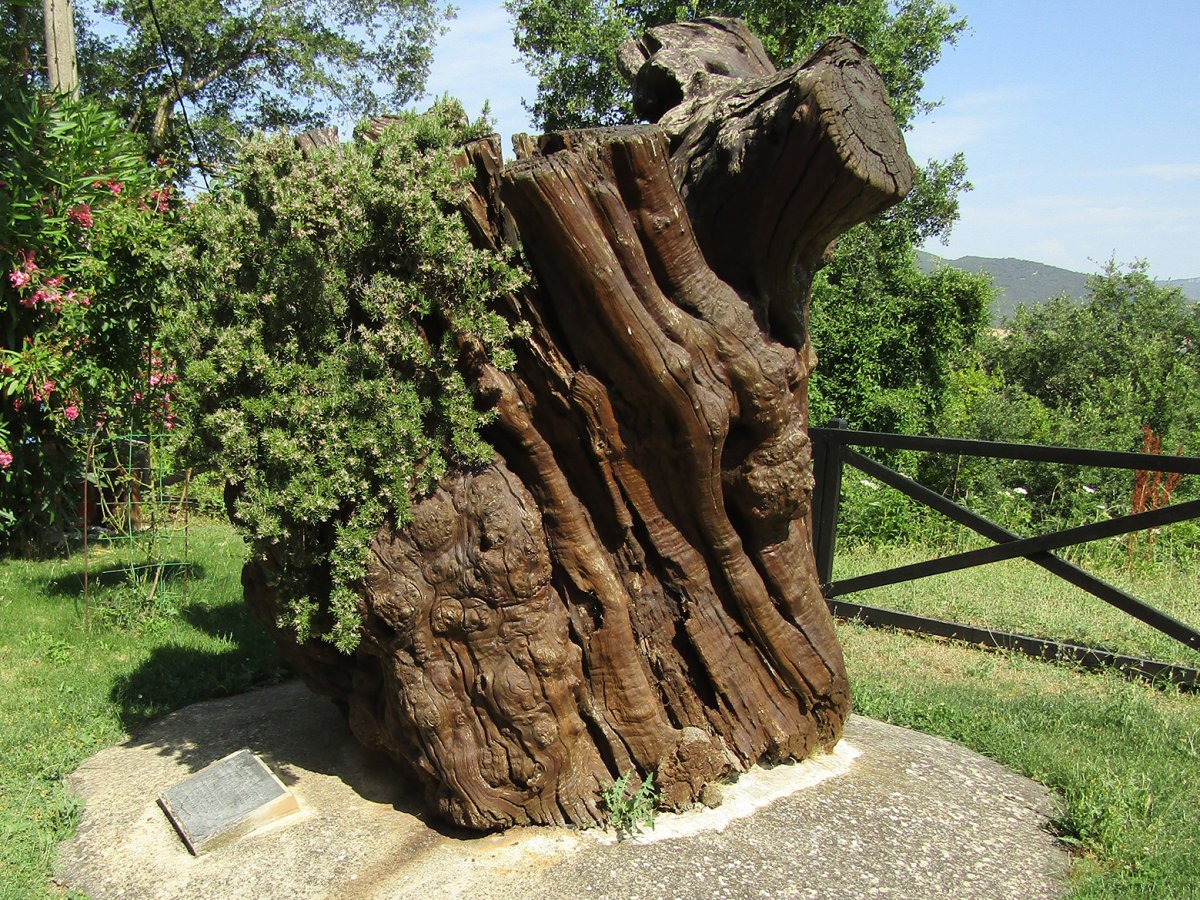 Gaztainondoa, Santikututze Kanpezu