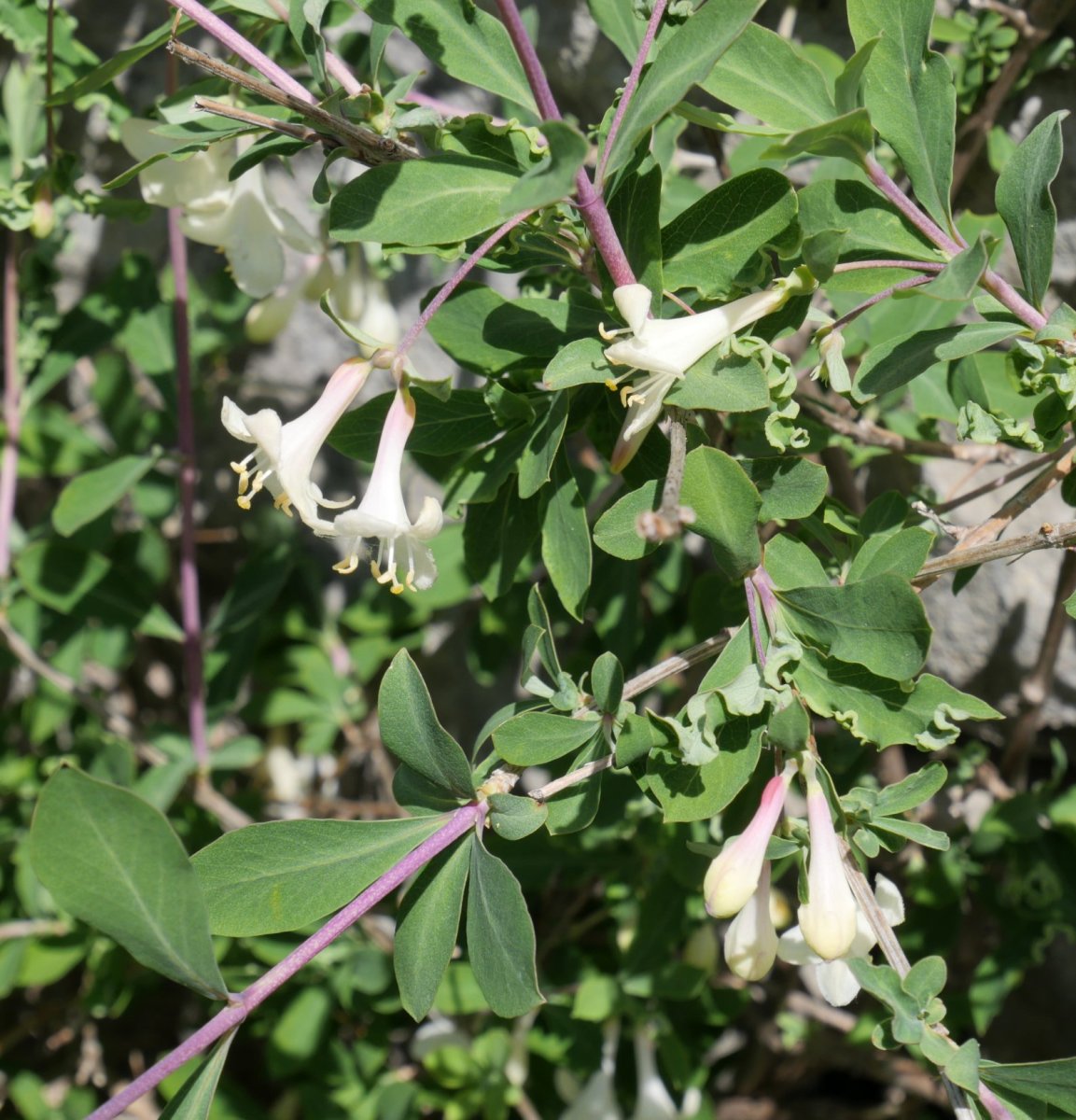 Lonicera pyrenaica Larran