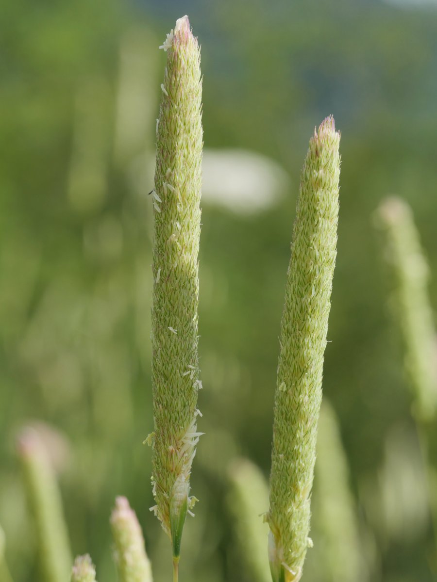 Phalaris coerulescens