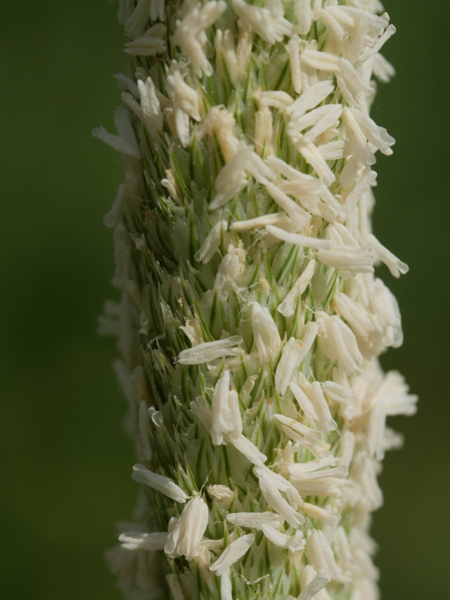 Phalaris coerulescens Ultzurrun aldean