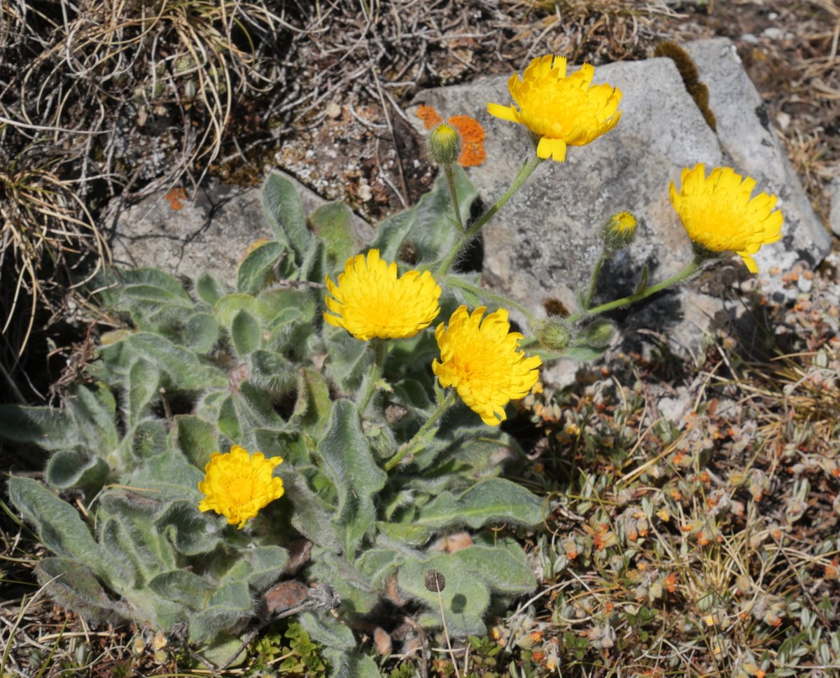 Hieracium mixtum Keleta mendiaren gandorrean