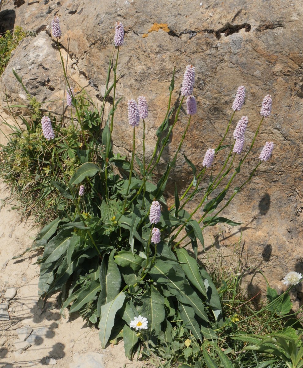 Persicaria bistorta Kartxelaren IEko hegian