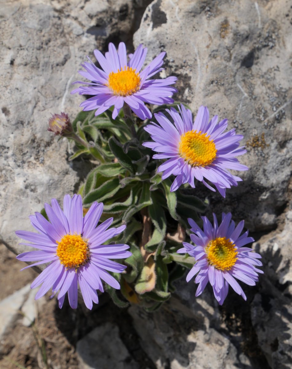 Aster alpinus Lakartxela tontorrean