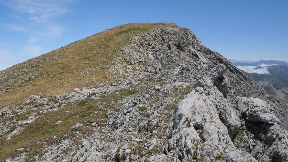 Acheritoko bizkarra
