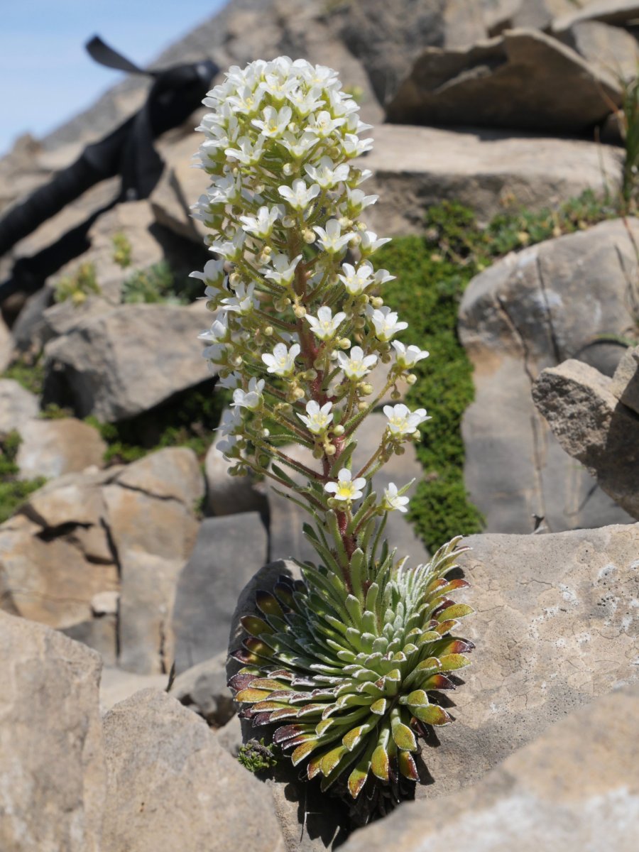 Saxifraga longifolia Foya de Gamuetaren mendebaldeko hegian