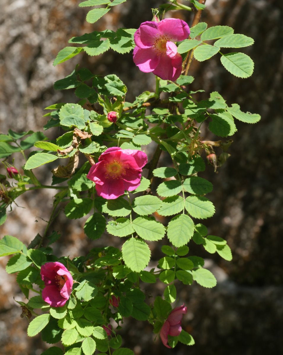 Rosa pendulina Zemetoko pasabidean