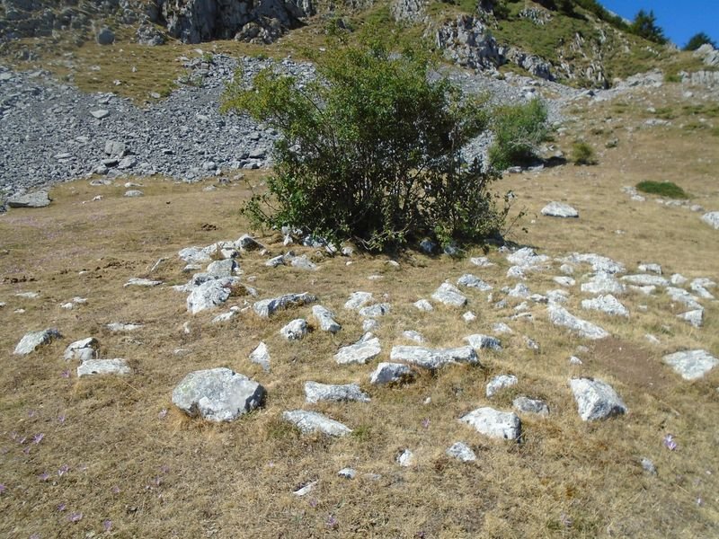cosalines 10
