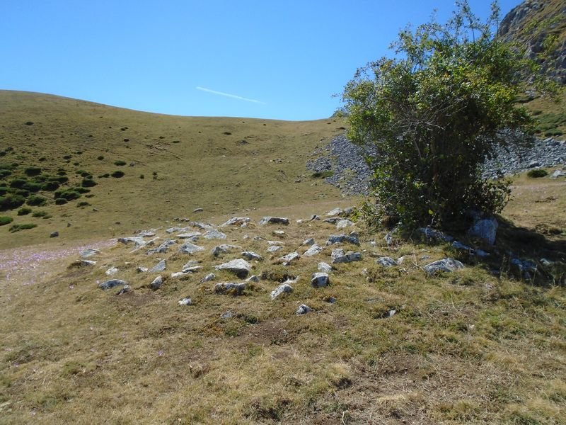 cosalines 10