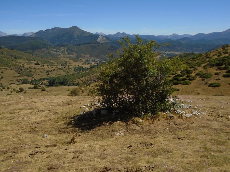 cosalines 10