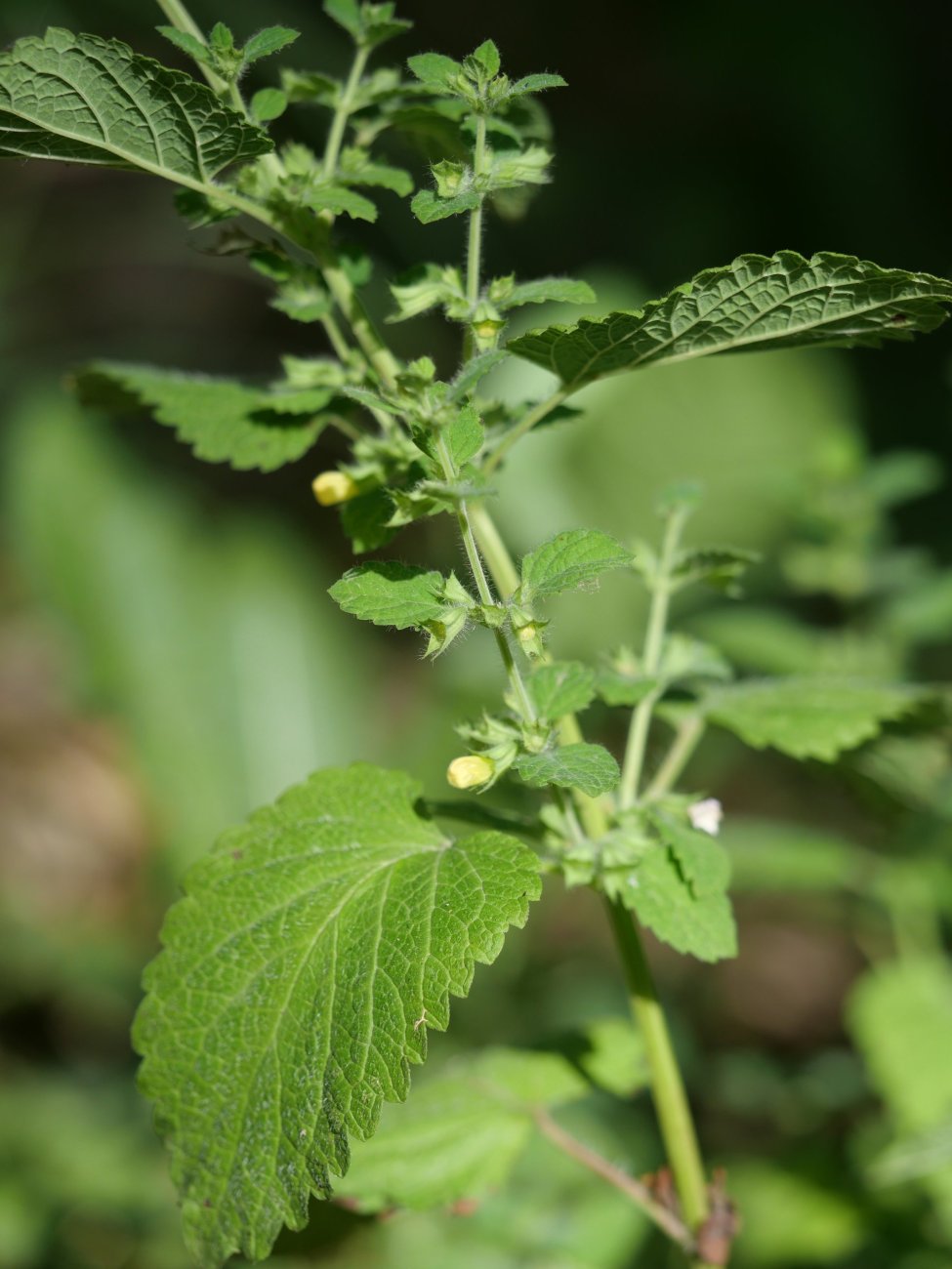 Melissa officinalis Larraun ibaiaren bazterrean