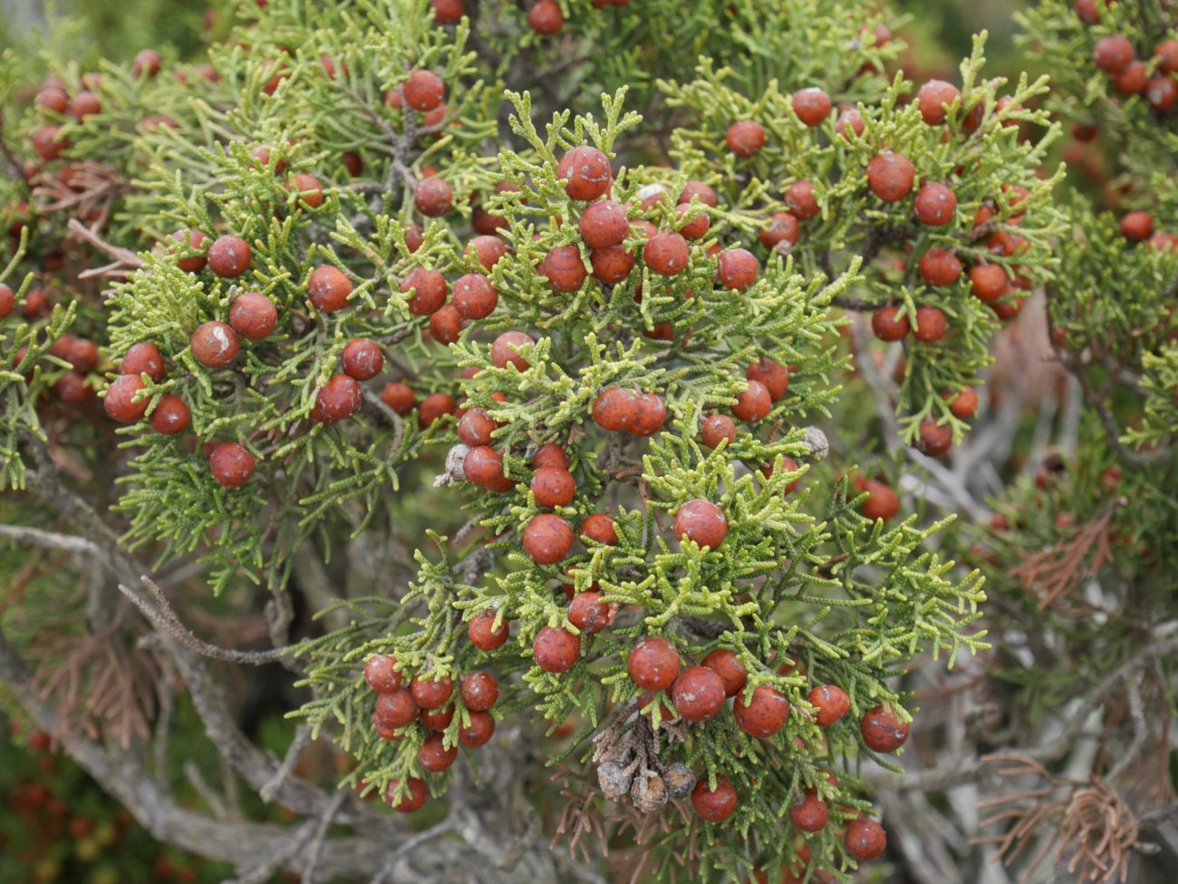 Juniperus phoenicea Saldise mendian