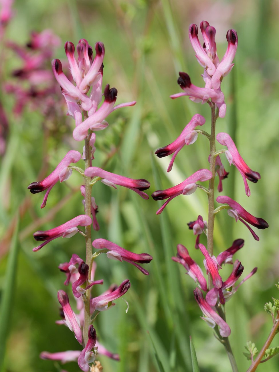 Fumaria reuteri Etxauriko Haitzaren ekialdeko ertzean