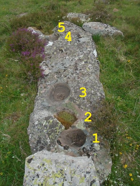 grullos 3